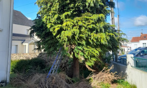 Abattage d'arbre Couëron