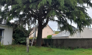 Abattage à Couëron