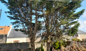 Abattage à Couëron