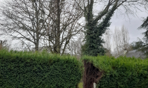Abattage à Sautron
