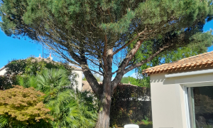 Abattage à Vertou
