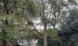 Abattage et dessouchage à Nantes