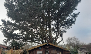 Abattage à Carquefou