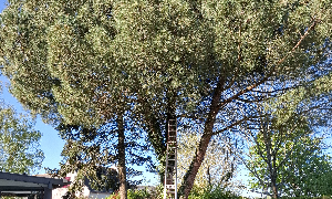 Abattage à Carquefou