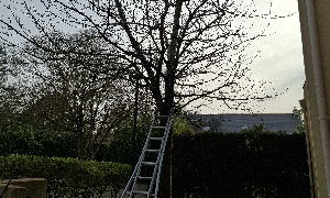 Abattage à Carquefou