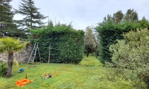 Tonte de pelouse, taille d'une haie, abattage de quelques arbres fruitiers à Coueron