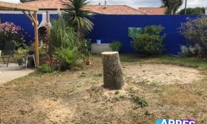 Abattage d'un chêne à Savenay