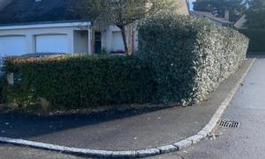 Taille d'une haie à Carquefou