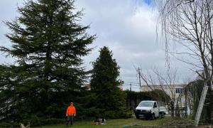 Abattage d'un sapin de 13/14 mètres à Bouguenais - avant
