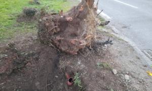 Dessouchage d'arbre Nord sur erdre