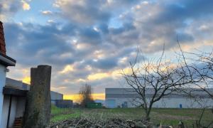 Elagage arbre à Rezé - après