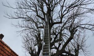 Elagage arbre à Rezé - avant