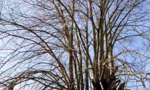 Elagage arbre à Saint-herblain - avant