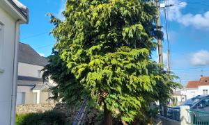 Abattage d'un sapin à Couëron