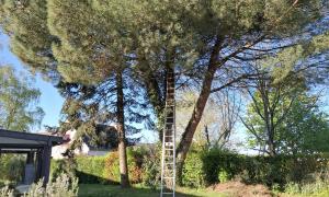Abbattage de deux pins à Saint Etienne De Montluc