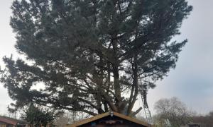 Abbattage d'un sapin à Couëron