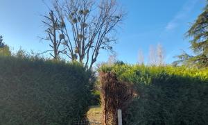 Abattage de plusieurs arbres à Sautron
