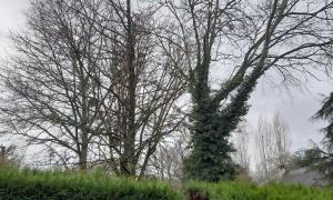 Abattage de plusieurs arbres à Sautron
