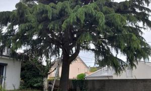 Abattage d'un cèdre à Couëron