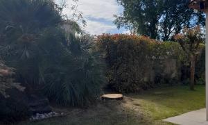 Abattage d'un sapin à Vertou