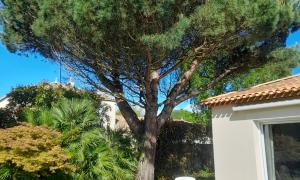 Abattage d'un sapin à Vertou