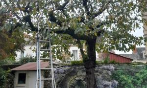 Abattage d'un cerisier Centre ville de Nantes 