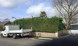 Rabattement d'une haie de sapin à casson 