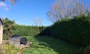 Rabattement d'une haie de sapin à casson 