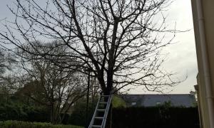 Abattage d'un cerisier à saint herblain